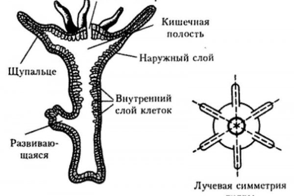 Где взять ссылку на кракен